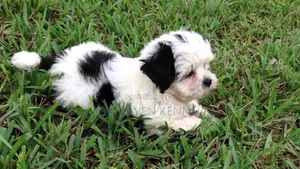 1-3 months Female Purebred Maltese