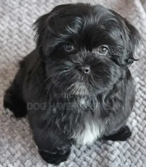 1-3 months Male Purebred Maltese