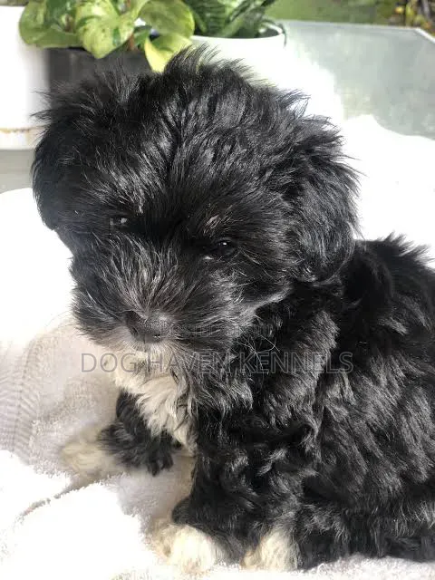 1-3 months Male Purebred Maltese