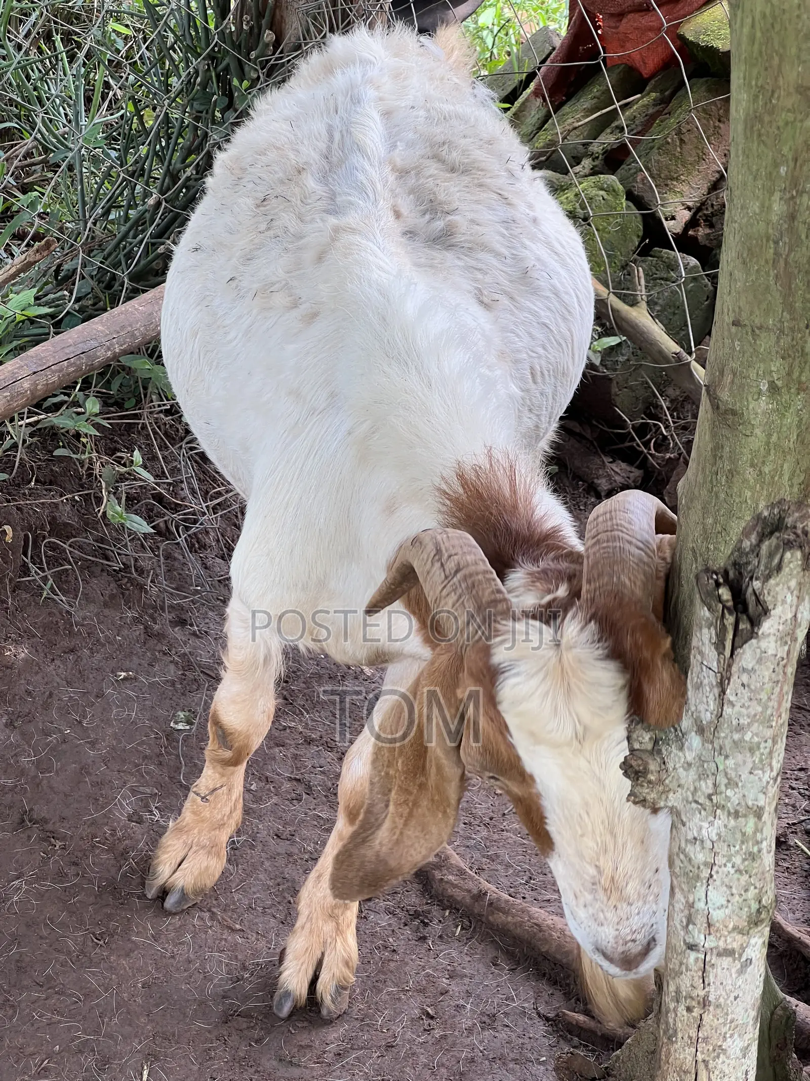Pure South African Boer Buck on Sale
