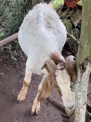 Pure South African Boer Buck on Sale