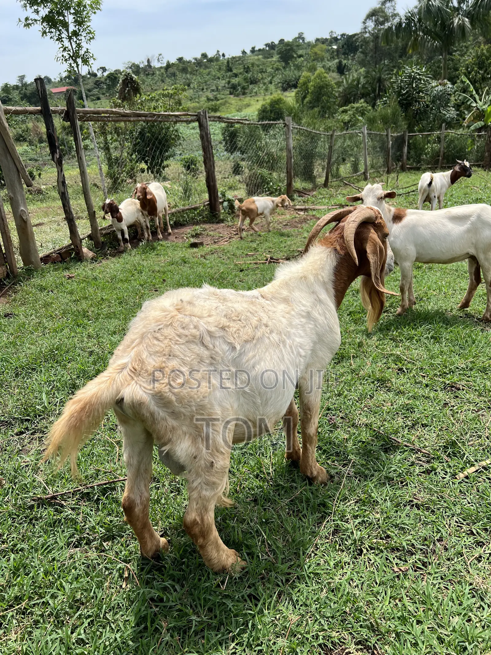 Pure South African Boer Buck on Sale