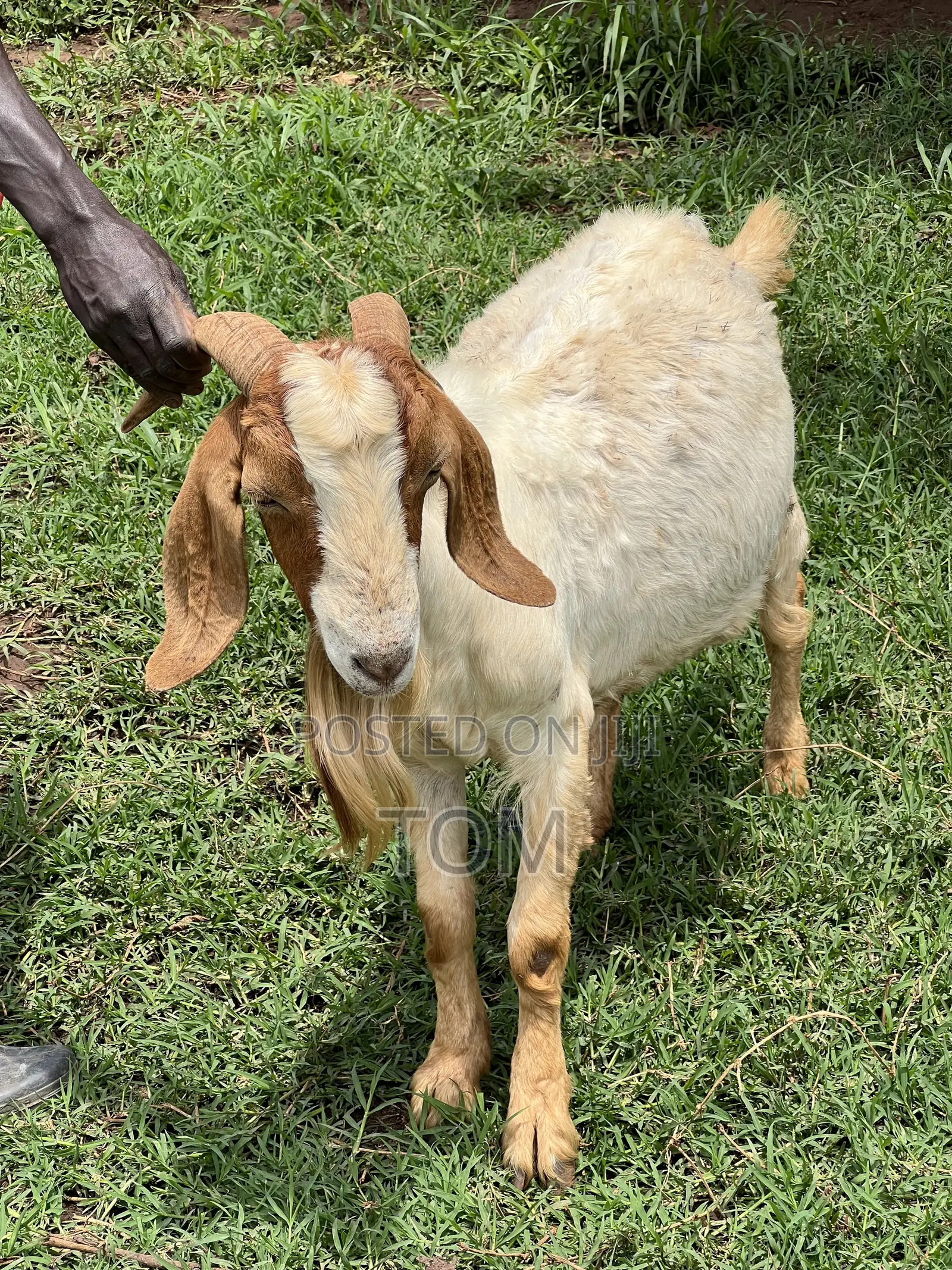 Pure South African Boer Buck on Sale