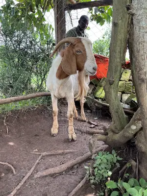 Pure South African Boer Buck on Sale
