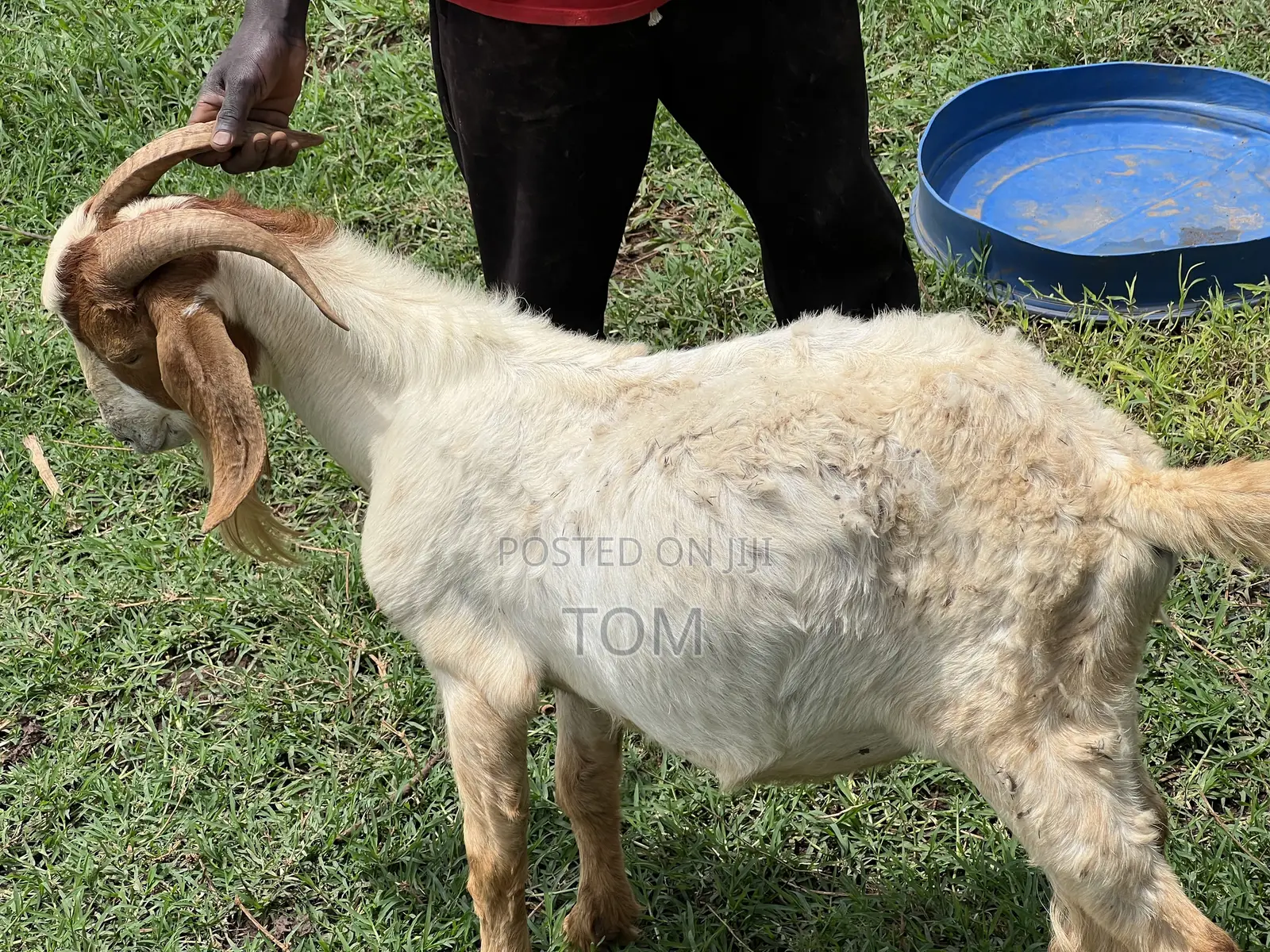 Pure South African Boer Buck on Sale