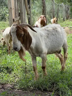Pure South African Boer Buck on Sale