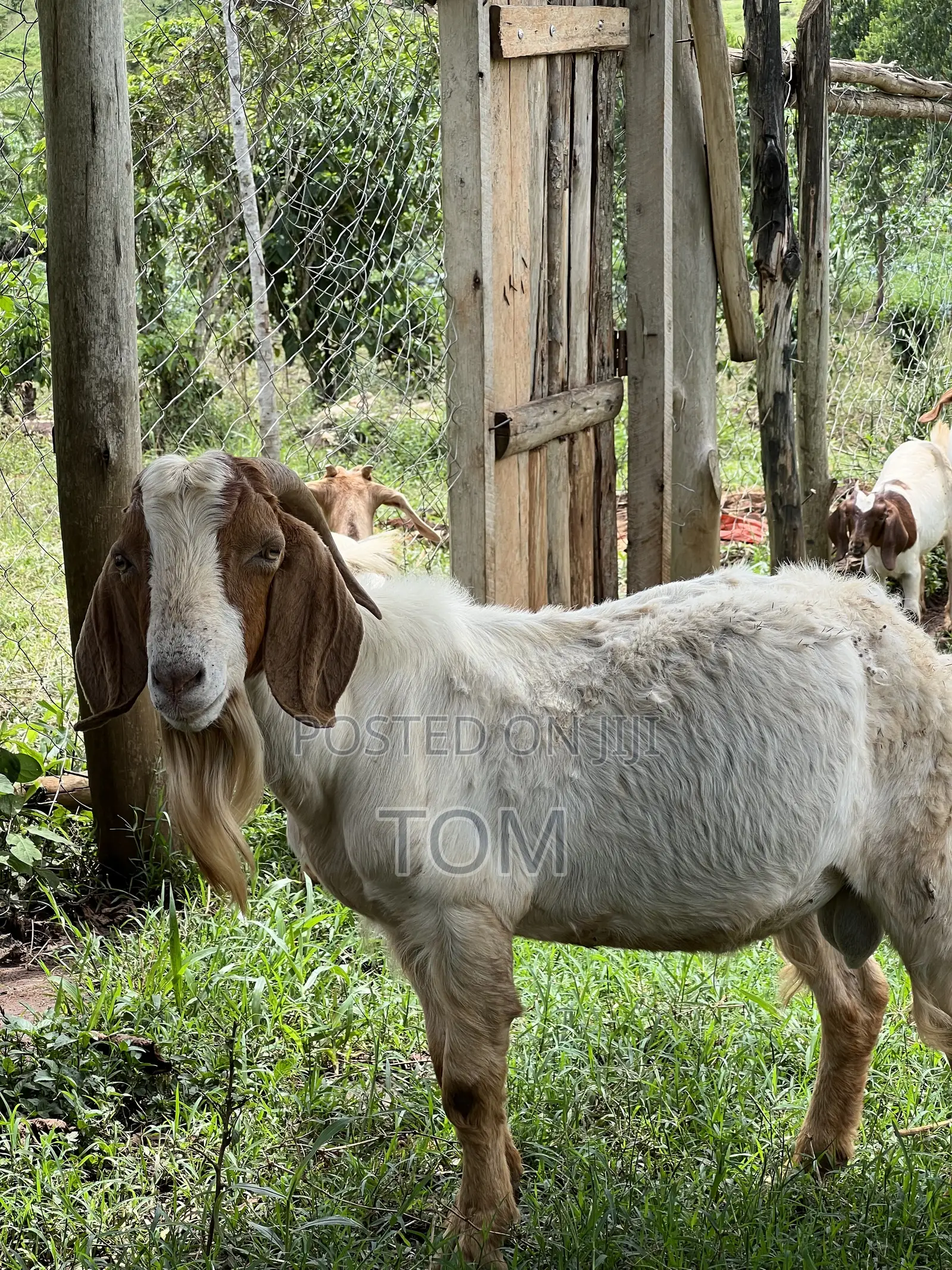 Pure South African Boer Buck on Sale