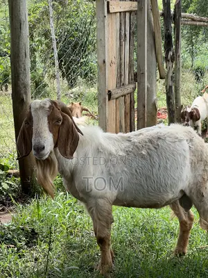 Pure South African Boer Buck on Sale