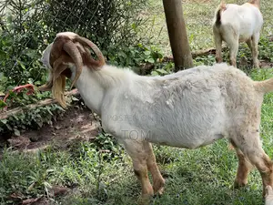 Pure South African Boer Buck on Sale