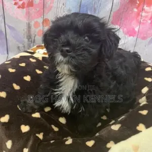 1-3 months Female Purebred Maltese