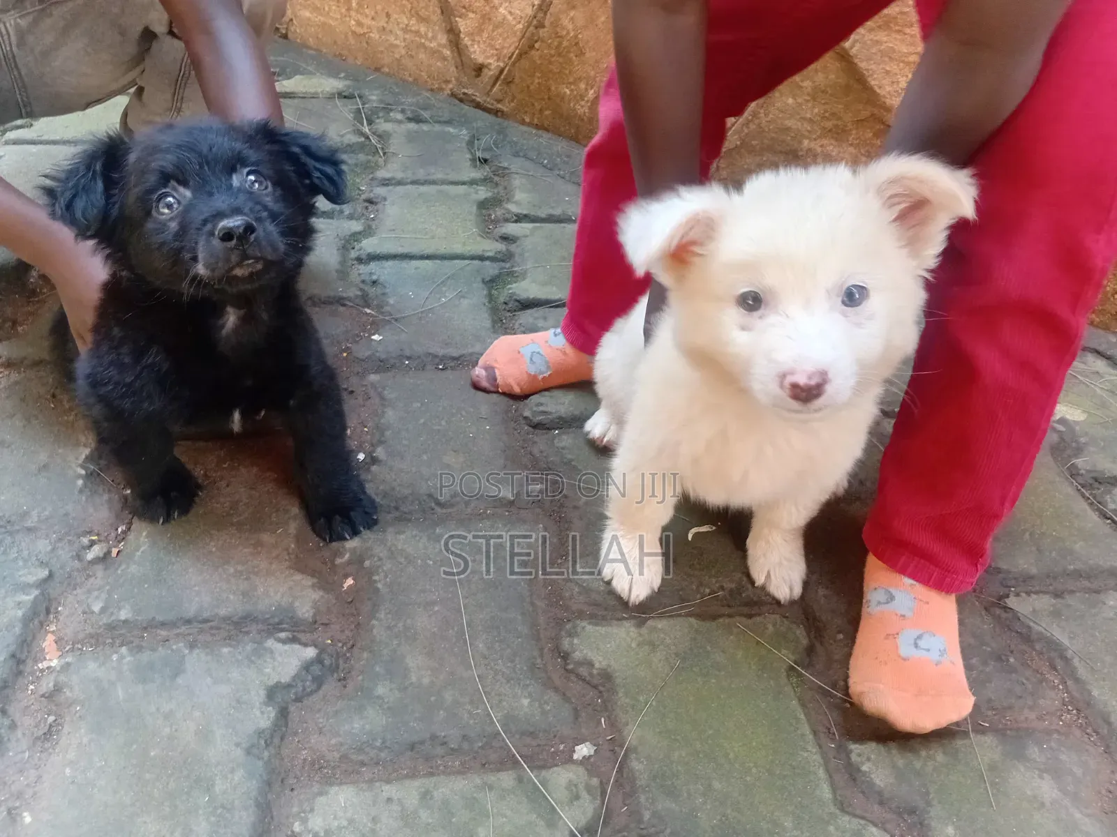 1-3 months Female Mixed Breed Finnish Spitz