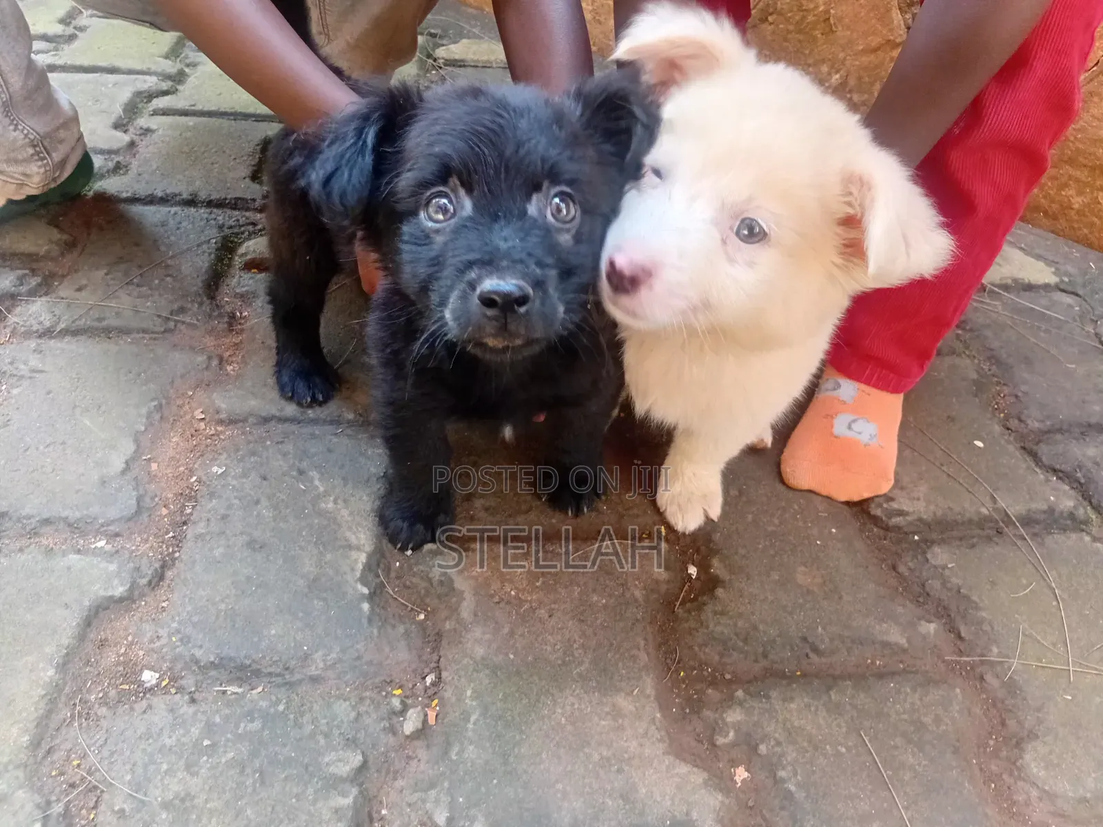 1-3 months Female Mixed Breed Finnish Spitz