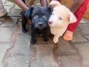 1-3 months Female Mixed Breed Finnish Spitz