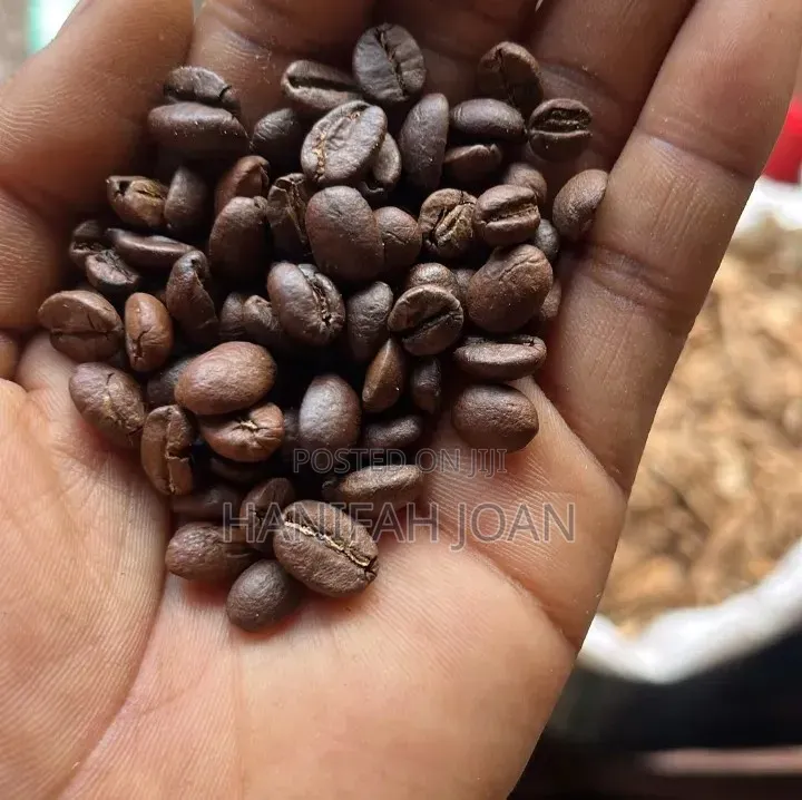 Coffee Seeds and Powder