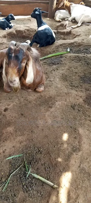 Boer Buck Goat (Male GOAT)