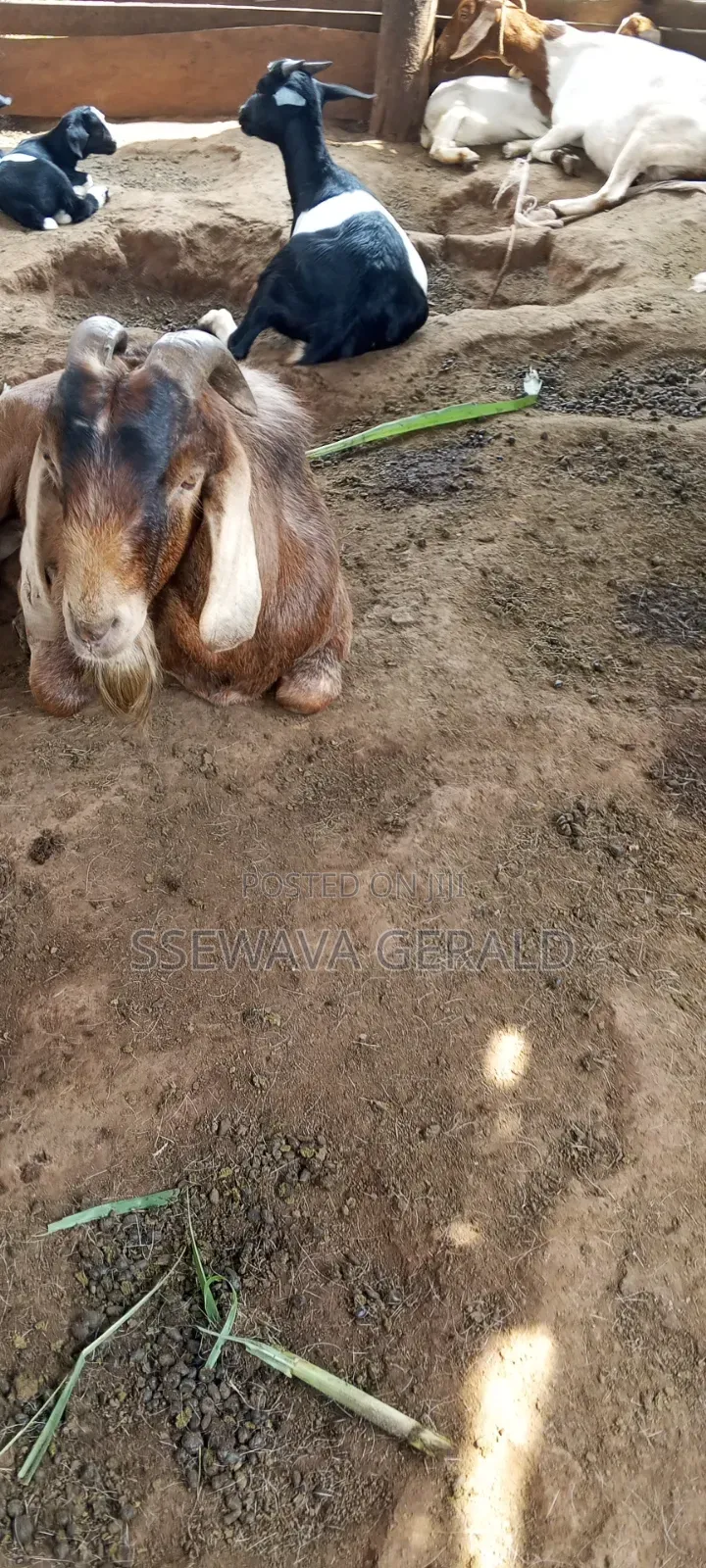 Boer Buck Goat (Male GOAT)