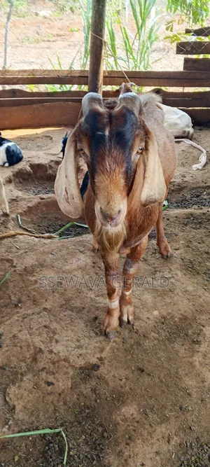 Boer Buck Goat (Male GOAT)