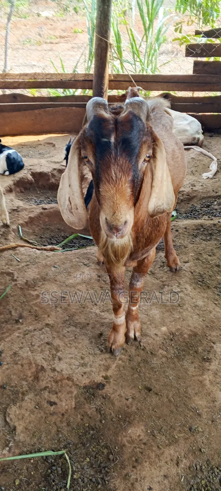Boer Buck Goat (Male GOAT)