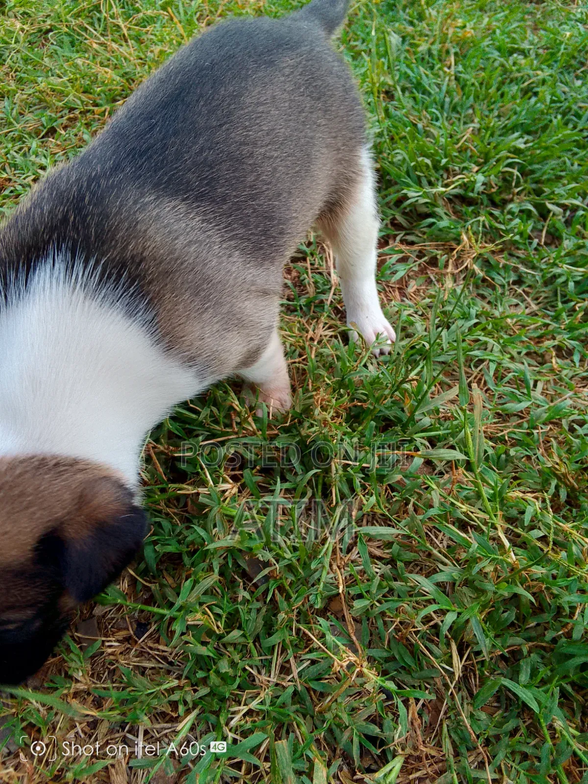 0-1 month Male Mixed Breed German Shepherd