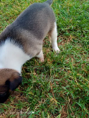 0-1 month Male Mixed Breed German Shepherd