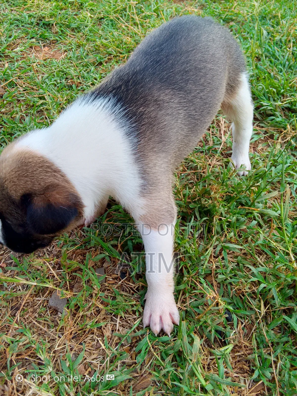 0-1 month Male Mixed Breed German Shepherd