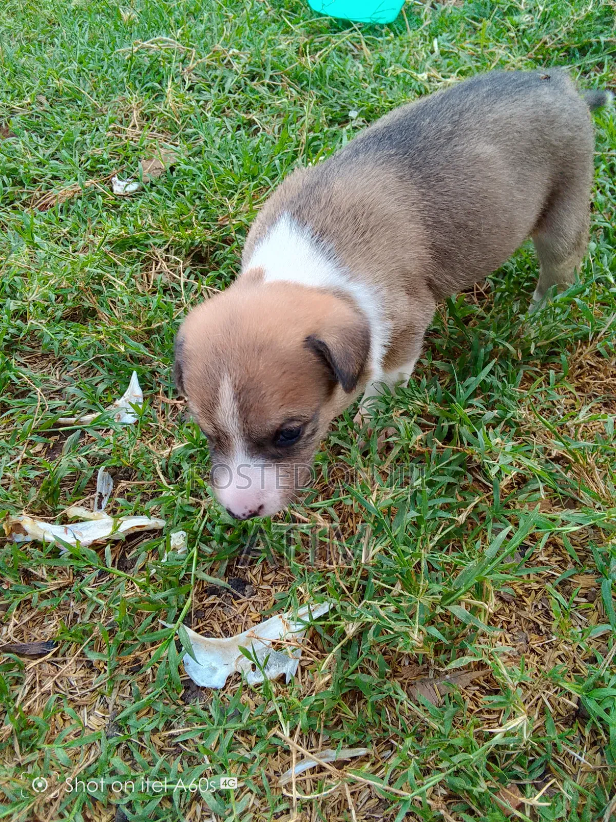 0-1 month Male Mixed Breed German Shepherd