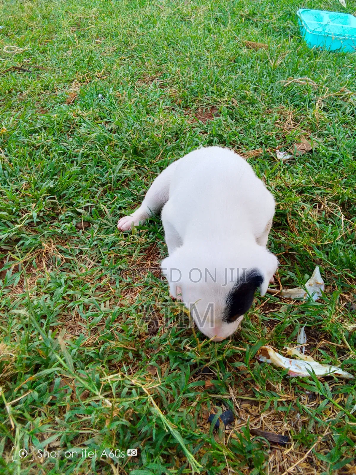 0-1 month Male Mixed Breed German Shepherd