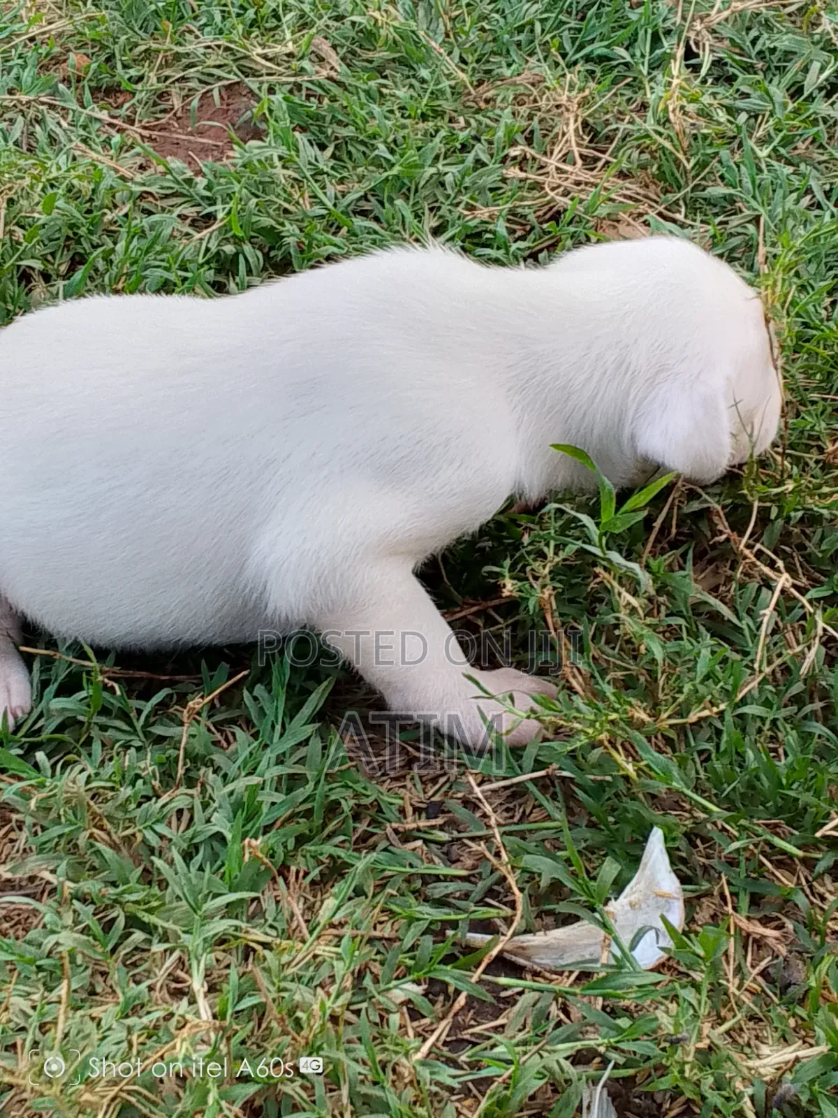 0-1 month Male Mixed Breed German Shepherd