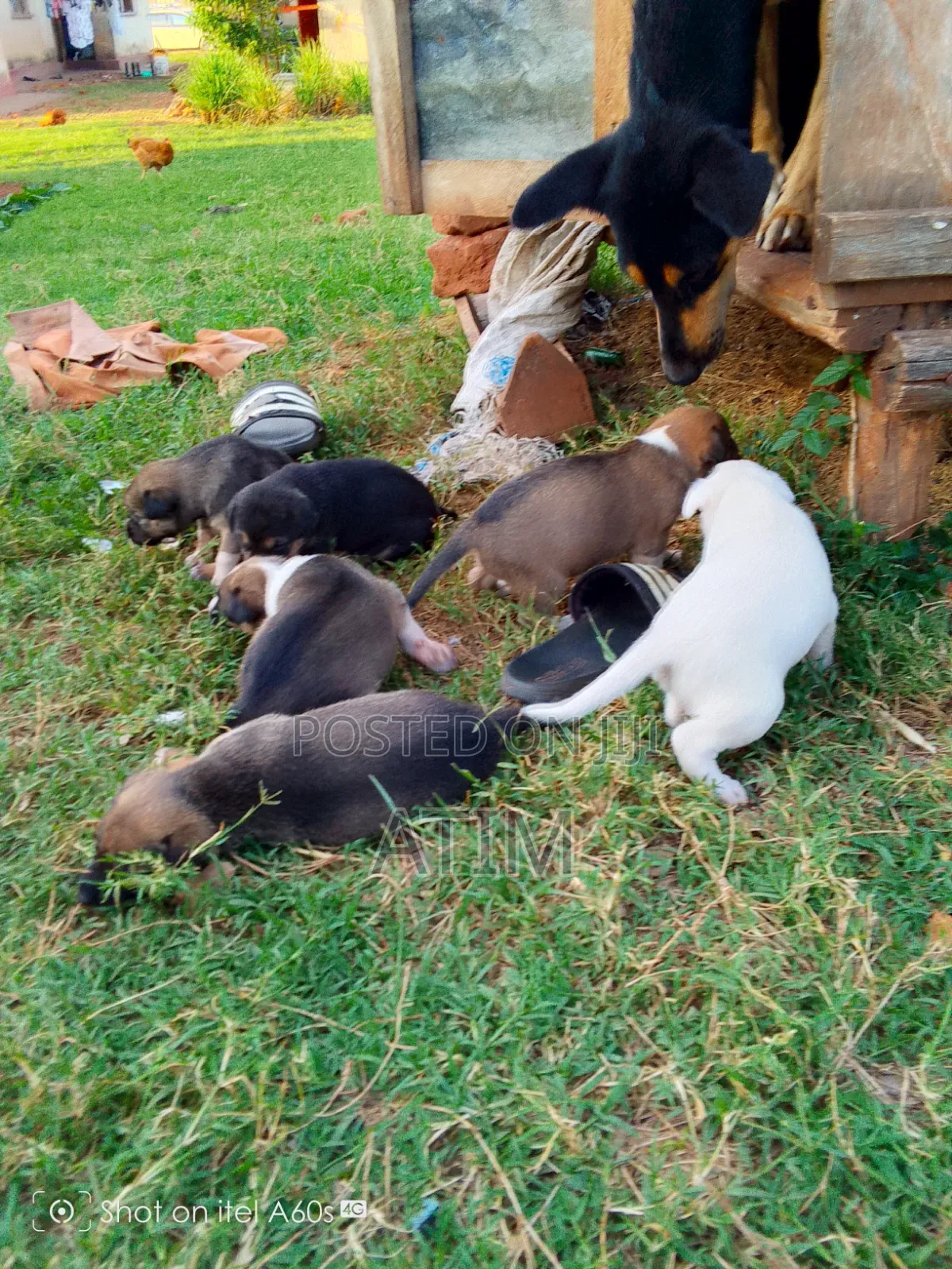 0-1 month Male Mixed Breed German Shepherd