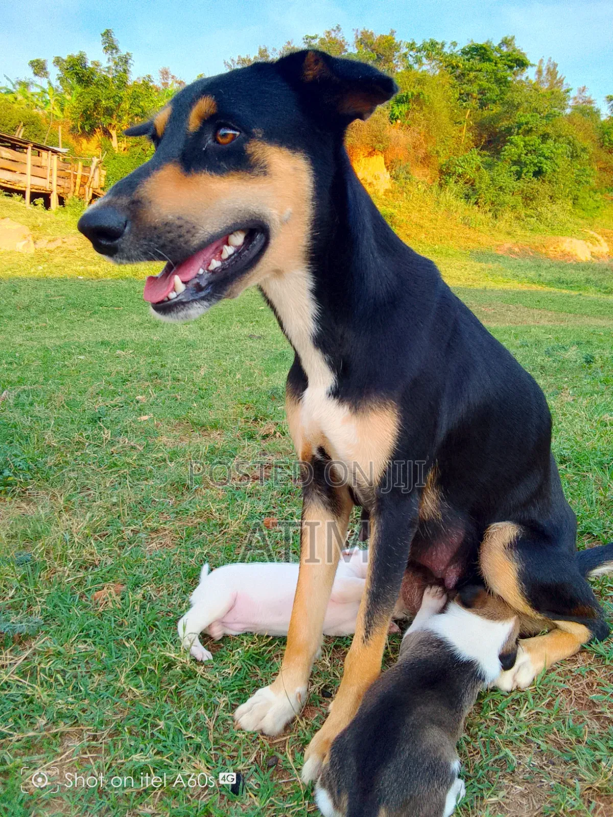 0-1 month Male Mixed Breed German Shepherd