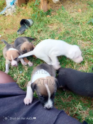0-1 month Male Mixed Breed German Shepherd