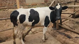 Holstein Heifer on Market