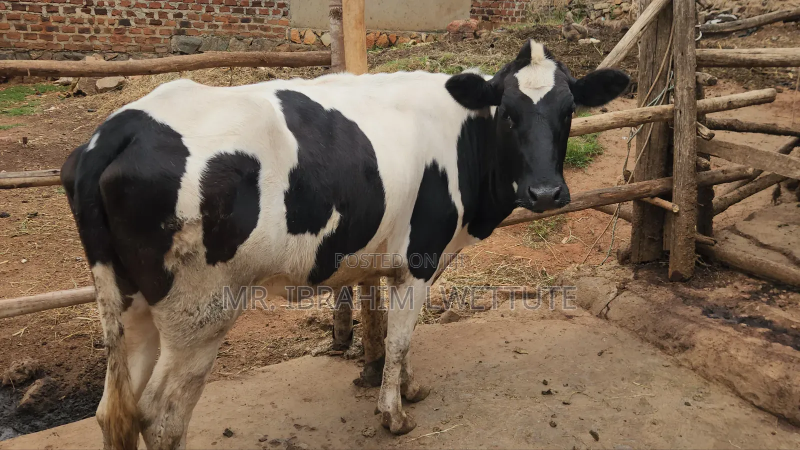 Holstein Heifer on Market