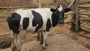 Holstein Heifer on Market