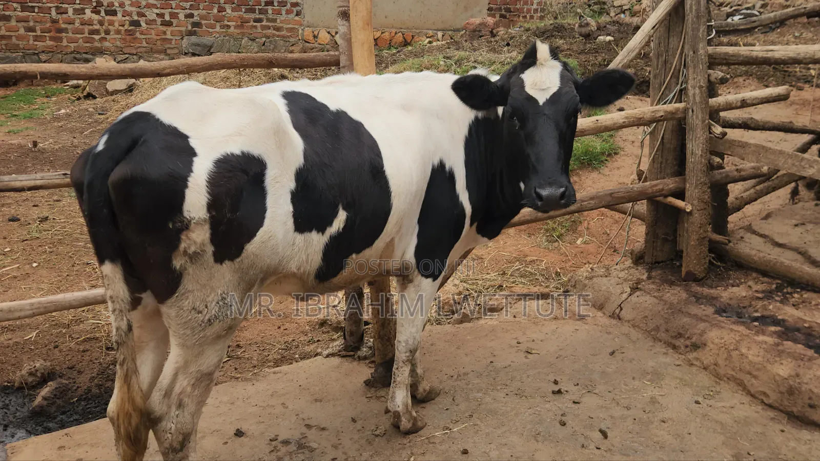 Holstein Heifer on Market