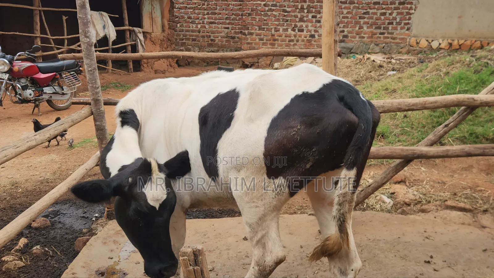 Holstein Heifer on Market