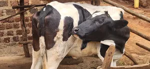 Holstein Heifer on Market