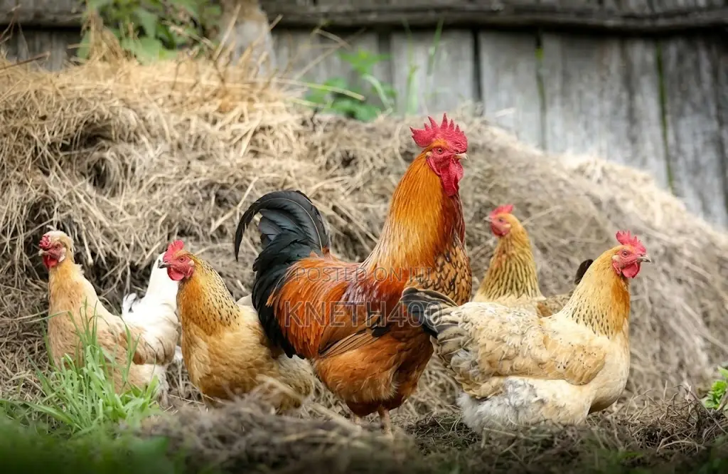 Merble Fresh Chicken.