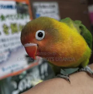 Trained Parrots Only