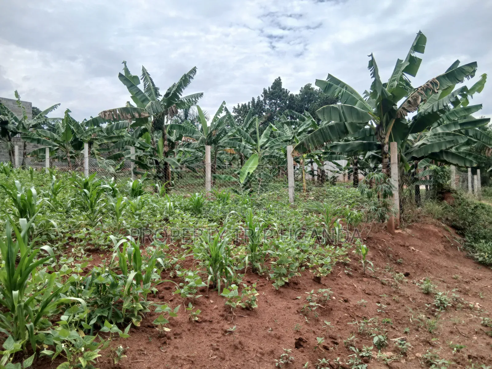 Plot Located at Gayaza Busukuma (Nabutiti Estate)