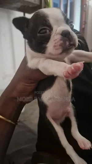 0-1 month Male Purebred Boston Terrier