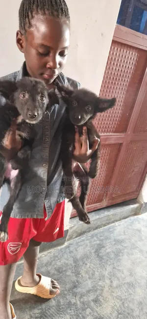 1-3 months Male Purebred German Shepherd
