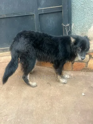 6-12 months Male Purebred German Shepherd