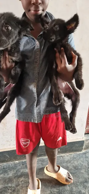 1-3 months Male Purebred German Shepherd
