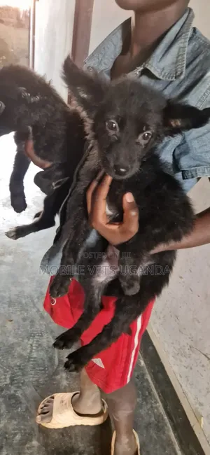 1-3 months Female Purebred German Shepherd