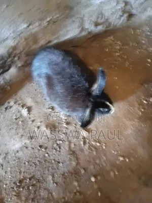 Rabbit for Sale