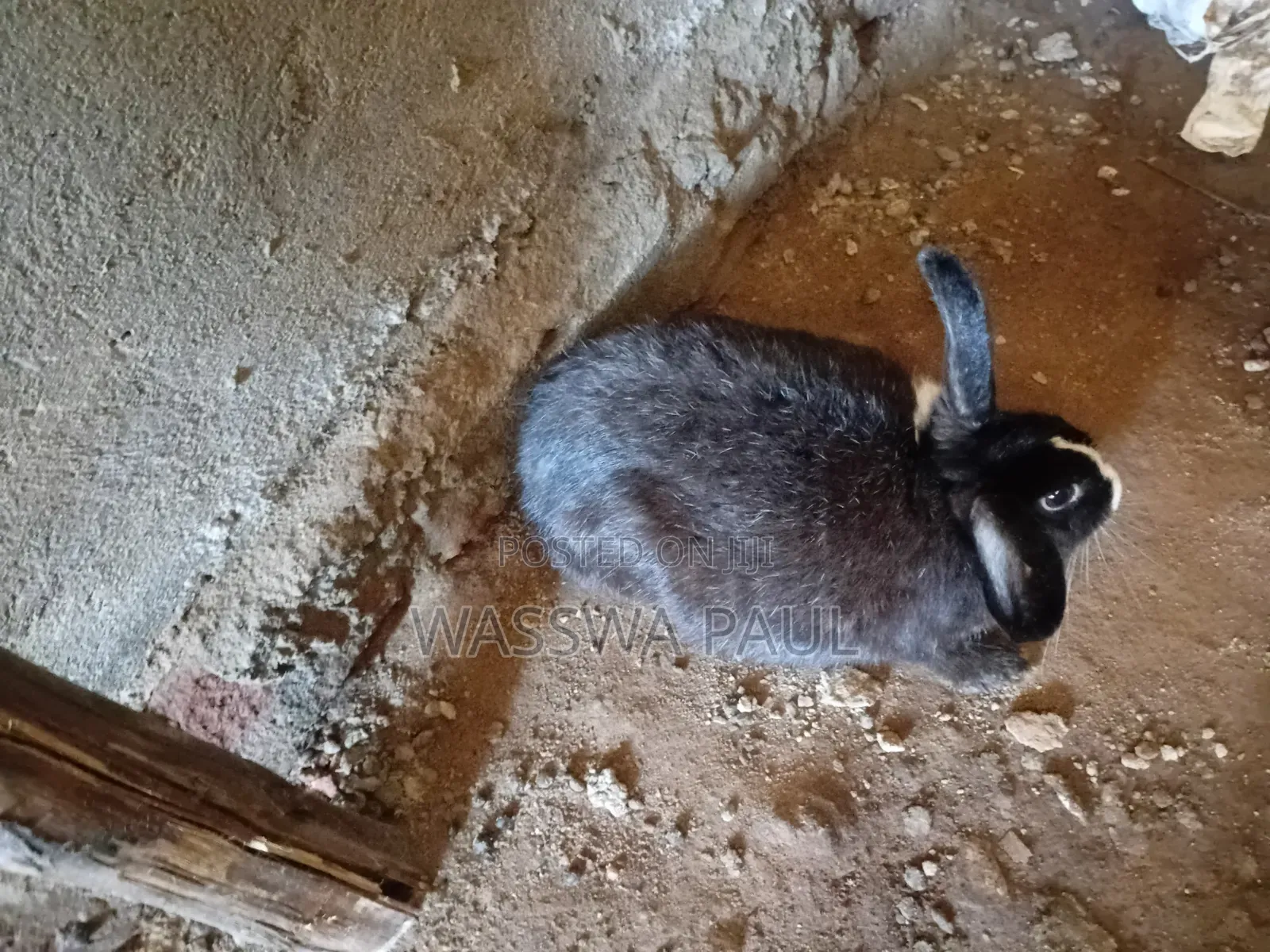 Rabbit for Sale