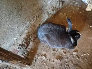 Rabbit for Sale