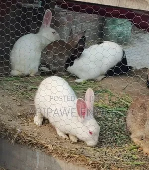 California Rabbits