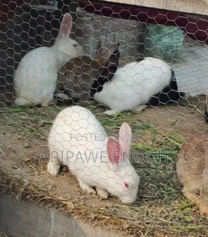 California Rabbits